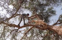 Crocoparc and Goats in the Argan Trees Tour from Agadir