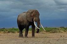 Tsavo East National Park Safari Tours with Lunch