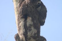 Parrots in Tambopata and search for sloths