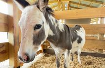 Visit to a local Ranch Plantation with Monkeys Horseback & Buggy