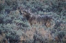 Private Yellowstone Wolf & Wildlife Safari from Bozeman
