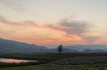 Private Yellowstone Lower Loop Sites & Wildlife Tour from Bozeman