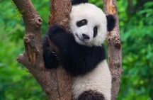 Private Guided Tour to Chengdu Panda Base