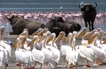 5 Days Tour Tsavo East and West Amboseli from Nairobi