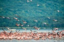 5 Days Tour Tsavo East and West Amboseli from Nairobi