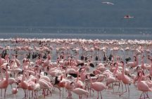 Half Day Tour To Lake Nakuru National Park From Nakuru