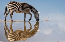 3 Days 2 Nights Private Tour to Amboseli National Park