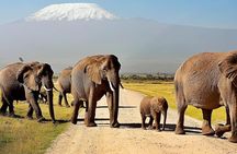 Day Tour To Amboseli National Park From Nairobi
