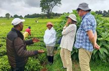 Nairobi : Private Tea Farm Tour With Tea Tasting & Lunch