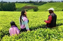 Nairobi : Private Tea Farm Tour With Tea Tasting & Lunch