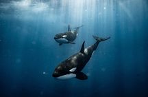 Ocean Safari Snorkel Tour Led by Marine Biologist
