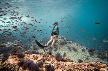 Ocean Safari Snorkel Tour Led by Marine Biologist