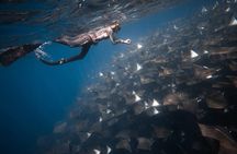 Ocean Safari Snorkel Tour Led by Marine Biologist