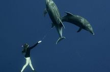 Ocean Safari Snorkel Tour Led by Marine Biologist