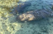 Eco Tour in Crystal River