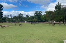 Nara Day Trip from Osaka with Deer Temple and Old Town Walk