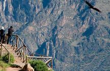 Colca Canyon Tour 1 Day from Arequipa