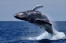 Hermanus Whale Watching Boat Tour from Cape Town