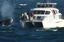 Hermanus Whale Watching Boat Tour from Cape Town