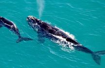 Hermanus Whale Watching Boat Tour from Cape Town