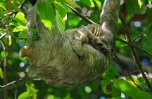 Manuel Antonio National Park Guide Hiking and Wildlife Experience