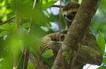 Manuel Antonio National Park Guide Hiking and Wildlife Experience