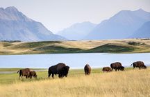 Private tour from Calgary to Waterton National Park