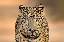 All inclusive Yala Private Leopard Safari: Naturalist & More