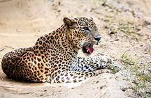 All inclusive Yala Private Leopard Safari: Naturalist & More
