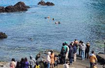 Private Shore Excursion (Jeju City Port) : Select EN Guide Level