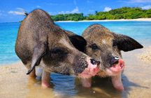 Pig Island & Koh Tan Half-Day Sunset Tour by Join Longtail Boat