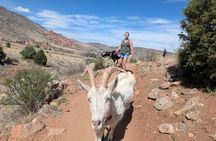 Goat hiking adventure near Morrison