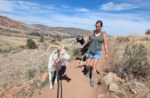 Goat hiking adventure near Morrison