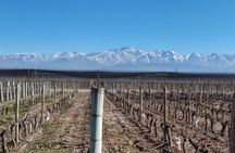 Tour wineries Lujan de Cuyo