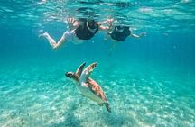 Snorkel with Turtles in Akumal | Private Tour + Photos Included