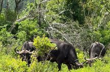 Shimba Hills and Sheldrick Waterfall Day Tour