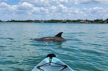 Guided Mangrove Kayak and Beach Tours