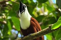 Birding spot in Monteverde: Guide + HD Scope & Binoculars+Photos