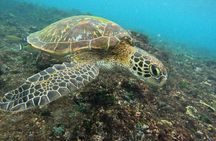 One Day Tour and Activities on Nusa Penida Island