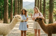 Nami Island & Alpaca World with Gangchon Rail Bike Day Tour