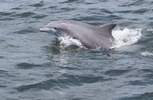 1 Hour Jet Ski Dolphin Experience