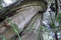 Private Custom Rainforest Hike and Photography Tour