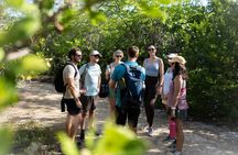 Mangrove & Coastal Wildlife Experience with a Cayman Naturalist