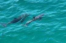 Dolphin and Destin Harbor Inlet Cruise Early Afternoon