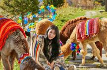 Alpaca World, Nami Island, Railbike and Light Festival from Seoul