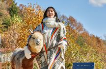 Alpaca World, Nami Island and Garden of Morning Calm from Seoul