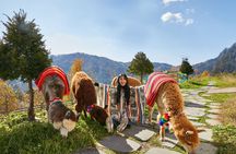 Alpaca World, Nami Island and Garden of Morning Calm from Seoul