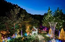 Alpaca World, Nami Island, Railbike and Light Festival from Seoul