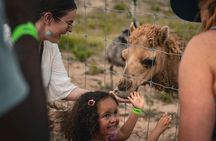 Fredericksburg Giraffe Safari and Dinner Experience