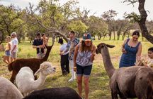 Fredericksburg Giraffe Safari and Dinner Experience